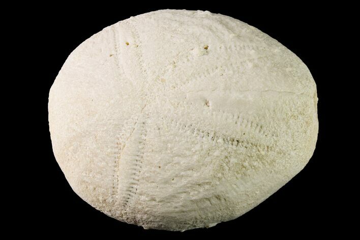 Fossil Sea Urchin (Eupatagus) - Florida #161276